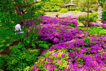 Rhododendron plantare de grădină și de îngrijire, fotografie soiuri rezistente la îngheț și hibrizi