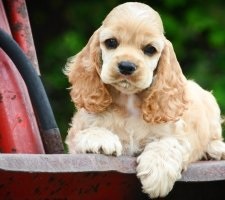 Dog Cocker Spaniel descriere rasă, fotografii, prețul de pui, comentarii