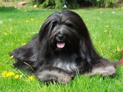 Tibetan Terrier fotografie câine, descriere rasa, pret catelus