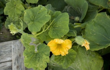 caracteristicile de soi dovleac Butternut, fotografii, udare, mulcirea, fertilizat, recenzii, videoclipuri