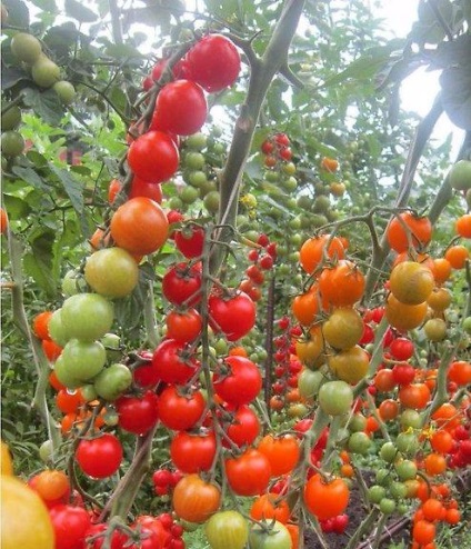 Tomate cherry comentarii roșii și roșii fotografii cireșe negre, iarna galben, soare roz,