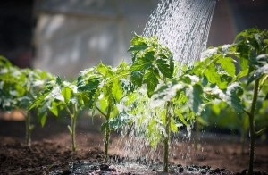 Cultivarea tomate prin metoda și