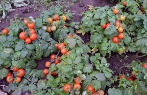 Cultivarea tomate prin metoda și