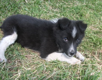 Animalele care au nevoie de o casă