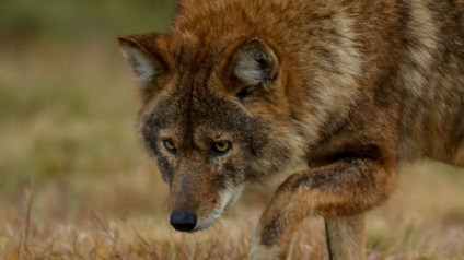 13 hibrizi de animale a căror existență nu ai suspect () 13 hibrizi de animale a căror existență nu ai suspecta