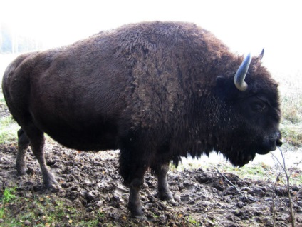 13 hibrizi de animale a căror existență nu ai suspect () 13 hibrizi de animale a căror existență nu ai suspecta