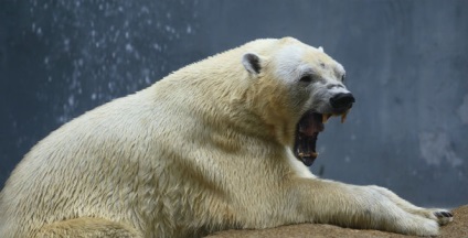 13 hibrizi de animale a căror existență nu ai suspect () 13 hibrizi de animale a căror existență nu ai suspecta