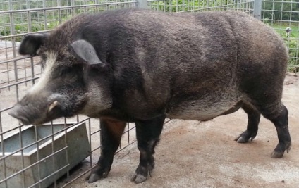 13 hibrizi de animale a căror existență nu ai suspect () 13 hibrizi de animale a căror existență nu ai suspecta