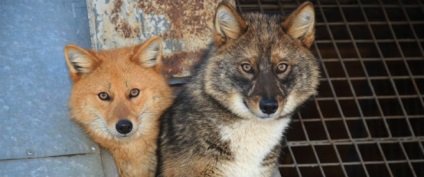 13 hibrizi de animale a căror existență nu ai suspect () 13 hibrizi de animale a căror existență nu ai suspecta