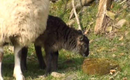 13 hibrizi de animale a căror existență nu ai suspect () 13 hibrizi de animale a căror existență nu ai suspecta