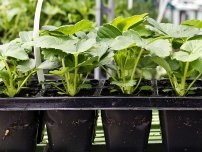 5 moduri de reproducere de dud, cultivator (conac) (propagare) 5 moduri de reproducere de dud, cultivator (conac)