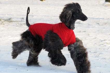 Afgan Hound câine rasa fotografie și descrierea (câini) Afgan Hound foto și descrierea rase de caini