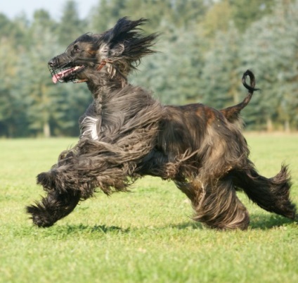 Afgan Hound foto și rasa de câine (rasa) Afgan Hound foto și descrierea rase de caini