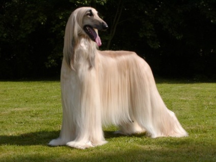 Afgan Hound foto și rasa de câine (Hound) Afgan Hound foto și descrierea rase de caini
