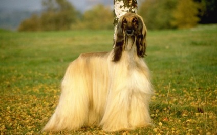 Afgan Hound foto și rasa de câine (afgan) Afgan Hound foto și descrierea rase de caini