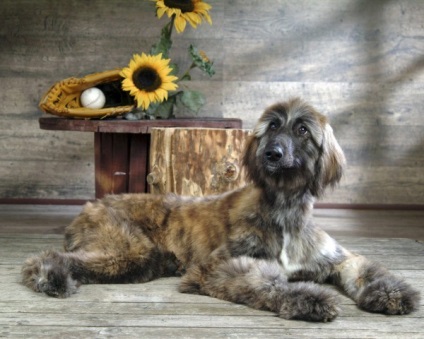 Afgan Hound foto și rasa de câine (Hound) Afgan Hound foto și descrierea rase de caini