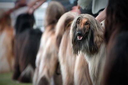 Afgan Hound foto și rasa de câine (rasa) Afgan Hound foto și descrierea rase de caini