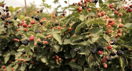 Agrotehnică mure cultivare (mure) Agrotehnika mure în creștere