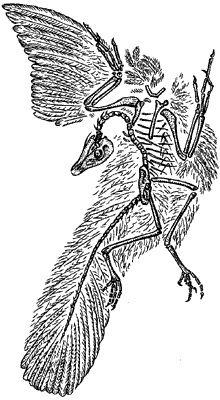Archaeopteryx - o (perioadă de patruzeci) Archaeopteryx - un