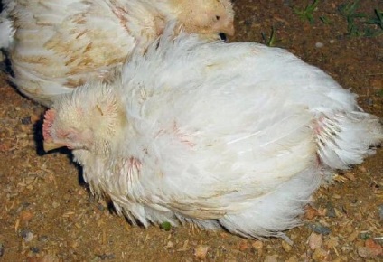 Aspergiloza aviare - tratamentul si prevenirea bolilor de pui, rațe, gâște (tratament) aspergiloza aviară - tratamentul și prevenirea bolilor de pui, rațe, gâște