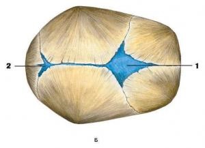 Fontanelle copilului (fontanela) Fontanelle copilului