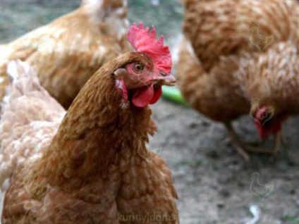 pui britanici (animale de companie penate necesare) pui britanici