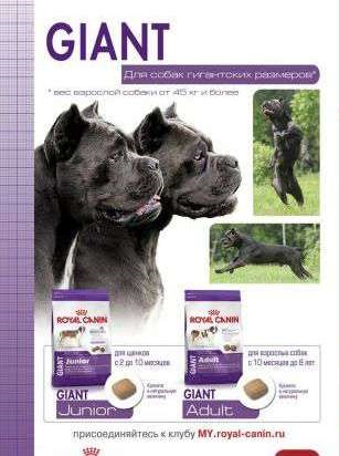 Ce să se hrănească un cane corso selectați dieta corectă (alimente cane corso) Ce să se hrănească un cane corso selectați dieta dreapta