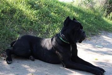 Ce să se hrănească un cane corso selectați dieta corectă (alimente cane corso) Ce să se hrănească un cane corso selectați dieta dreapta
