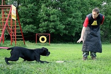 Ce să se hrănească un cane corso selectați dreptul de dieta (hrănire cane corso) Ce să se hrănească un cane corso selectați dieta dreapta