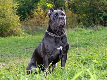 Ce să se hrănească un cane corso selectați dieta corectă (produse alimentare) Ce să se hrănească un cane corso selectați dieta dreapta