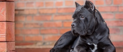 Ce să se hrănească un cane corso selectați dieta corectă (alimente cane corso) Ce să se hrănească un cane corso selectați dieta dreapta
