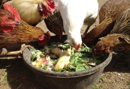 Ce să se hrănească găinile ouătoare la o mai bună măturat la domiciliu, compoziția și viteza de alimentare, unele iarbă (furaje) Ce să se hrănească găinile ouătoare la o mai bună măturat la domiciliu, compoziția și viteza de alimentare, unele iarbă