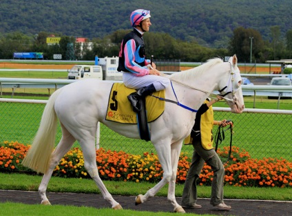 cal Thoroughbred