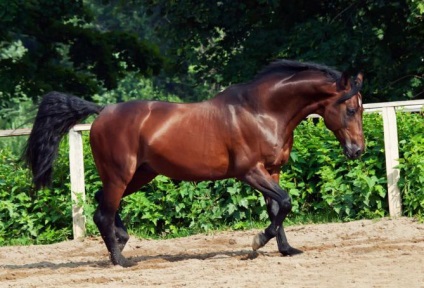 cal pursange (foto) (Thoroughbred) cal pursange (foto)