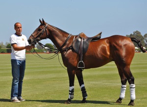 cai de curse de cai de rasă (rocă) rasa de cai Thoroughbred