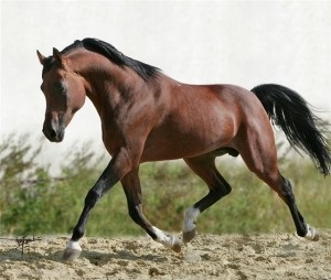 cai de curse de cai de rasă (cal) rasa de cai Thoroughbred