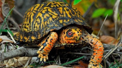 Această broască țestoasă mănâncă în natură (natura) Această broască țestoasă mănâncă în natură