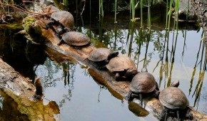 Această broască țestoasă mănâncă în natură (țestoase) Această broască țestoasă mănâncă în natură