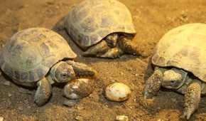 Această broască țestoasă mănâncă în natură (natura) Această broască țestoasă mănâncă în natură