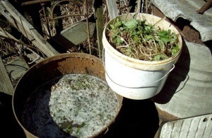 Ce este îngrășământ lumanarica, și cum să-l gătească infuzia (Cook) Ce este îngrășământ lumanarica, și cum să-l gătească infuzia