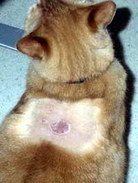 pecingine Ctriguschy la pisici (Tinea felină) pecingine Ctriguschy la pisici