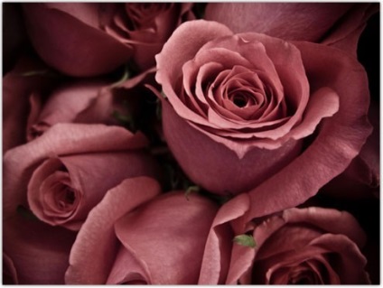 prăfuit cun a crescut (Rose) Dusty a crescut cun