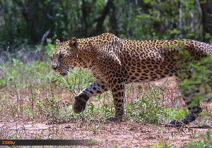 pisica sălbatică India (leoparzi). pisici sălbatice în India
