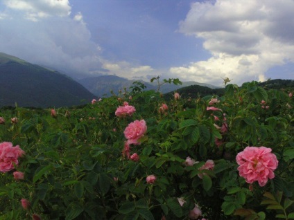Valea Trandafirilor, Bulgaria (ulei de trandafir) Valea Trandafirilor, Bulgaria