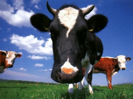 O vaca - nu bovin (vaca) O vaca - taur nu