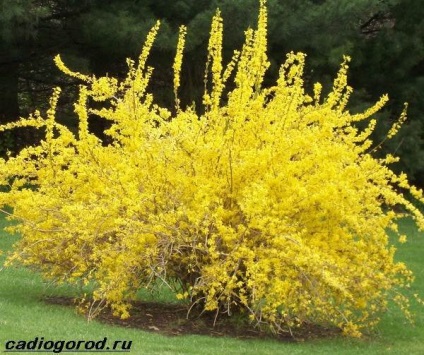 arbuști Forsythia (Forsythia foto) forsythia Bush