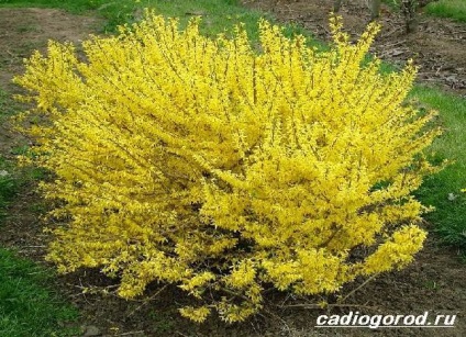 arbuști Forsythia (Forsythia foto) forsythia Bush
