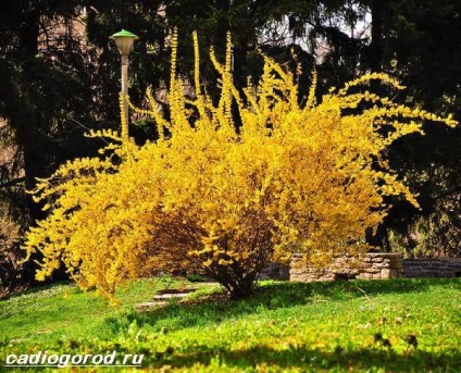 Bush forsythia (Bush) forsythia Bush