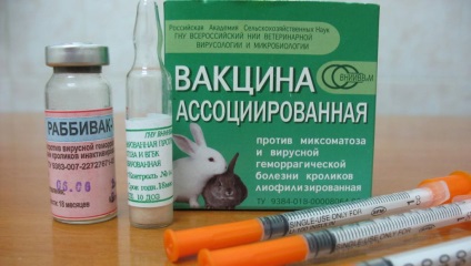 Rabbit simptomele bolii hemoragice, tratament și vaccinare