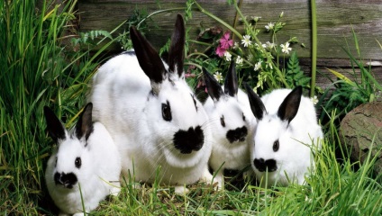 Rabbit simptomele bolii hemoragice, tratament și vaccinare